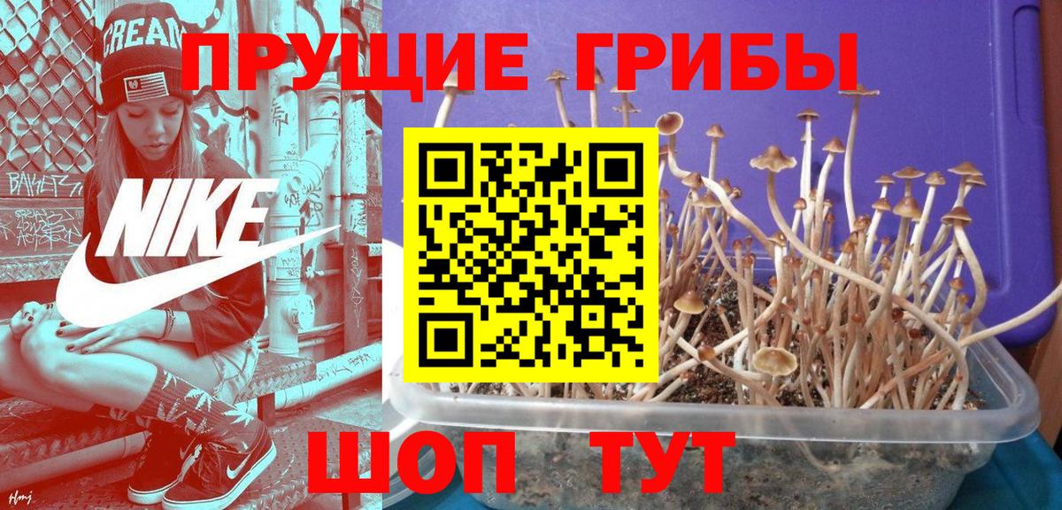 Майкоп  Галлюциногенные грибы Psilocybine cubensis  Вход с VPN 